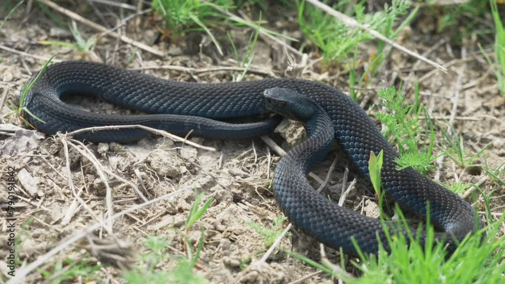 Beautiful black adder male (Vipera nikolskii) basking in the sun Beautiful black adder male (Vipera nikolskii) basking in the sun