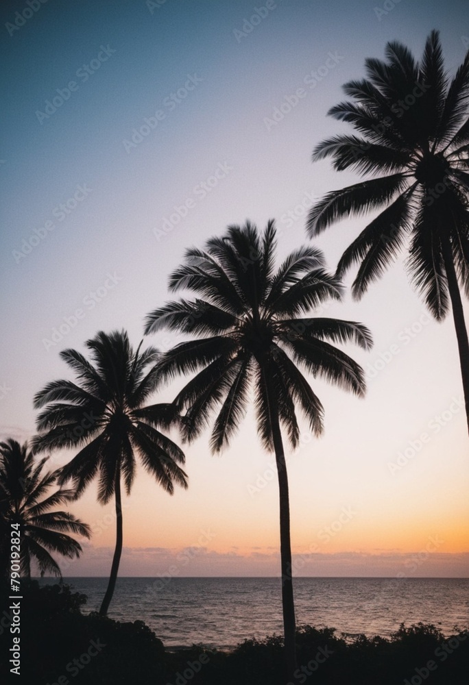 Picture, the sea in the distance at sunset with palm trees