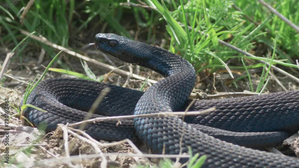 Black adder (Vipera nikolskii) preparing to go hunting its prey Black adder (Vipera nikolskii) preparing to go hunting its prey