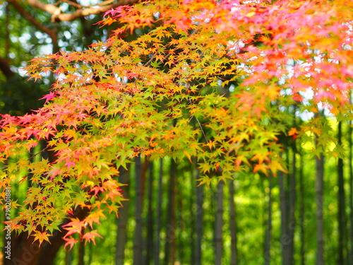 紅葉と竹林