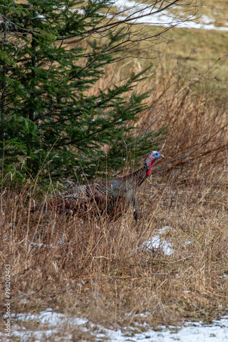 Eastern wild turkey (Meleagris gallopavo) walking through a Wisconsin forest