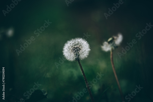 spring dandelion on a rainy day © Rafa