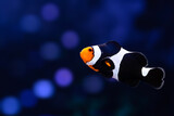 Black Photon Clownfish. Blue water background.