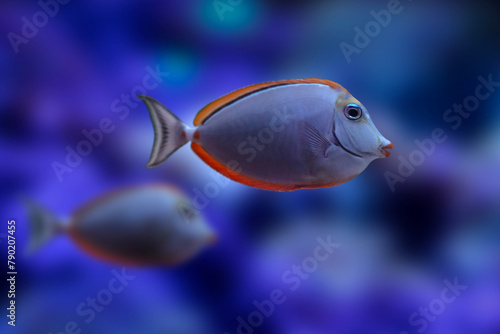Naso Lituratus. Orange spine unicornfish. Blue water background. photo