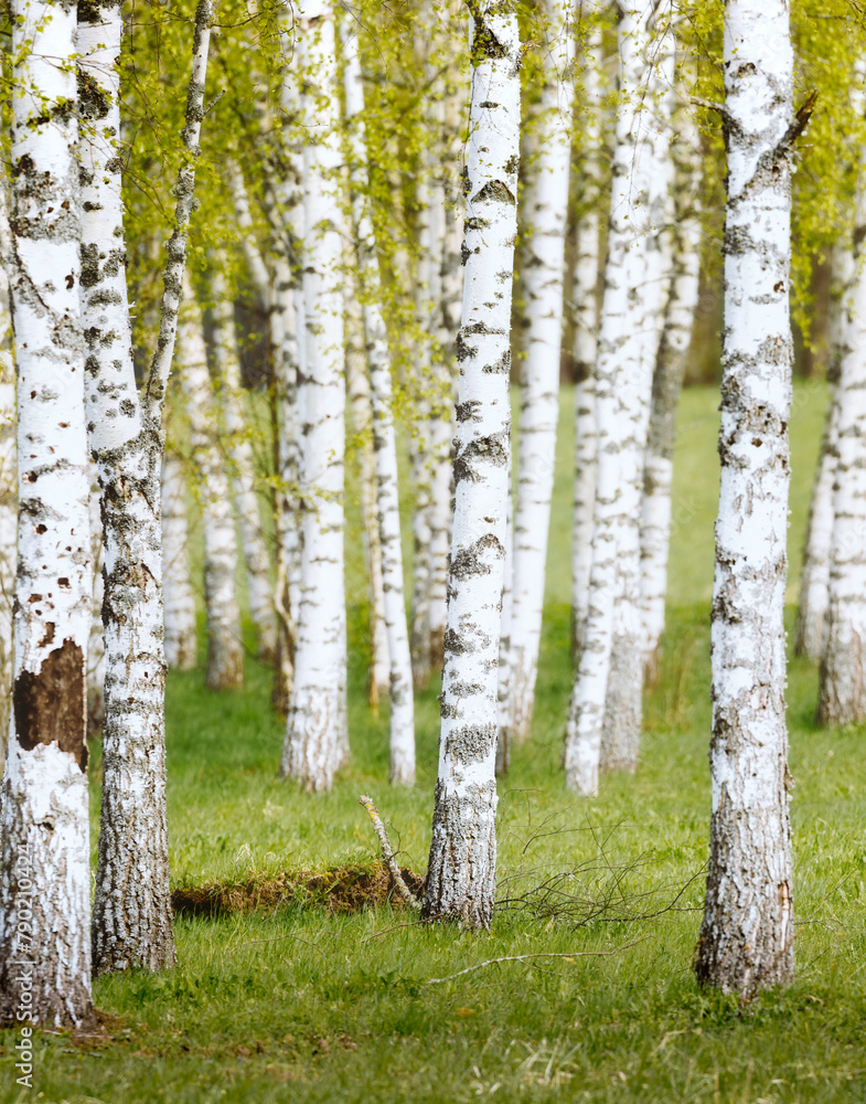 Obraz premium birch grove in the forest