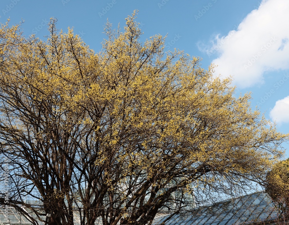 Fototapeta premium Cornus Mas fruit tree blossoming at spring
