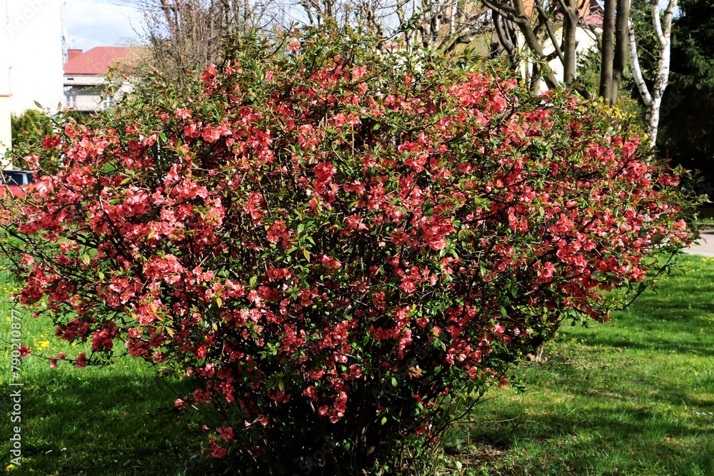 red flowers of Chaenomeles japonica bush at spring  in  park
