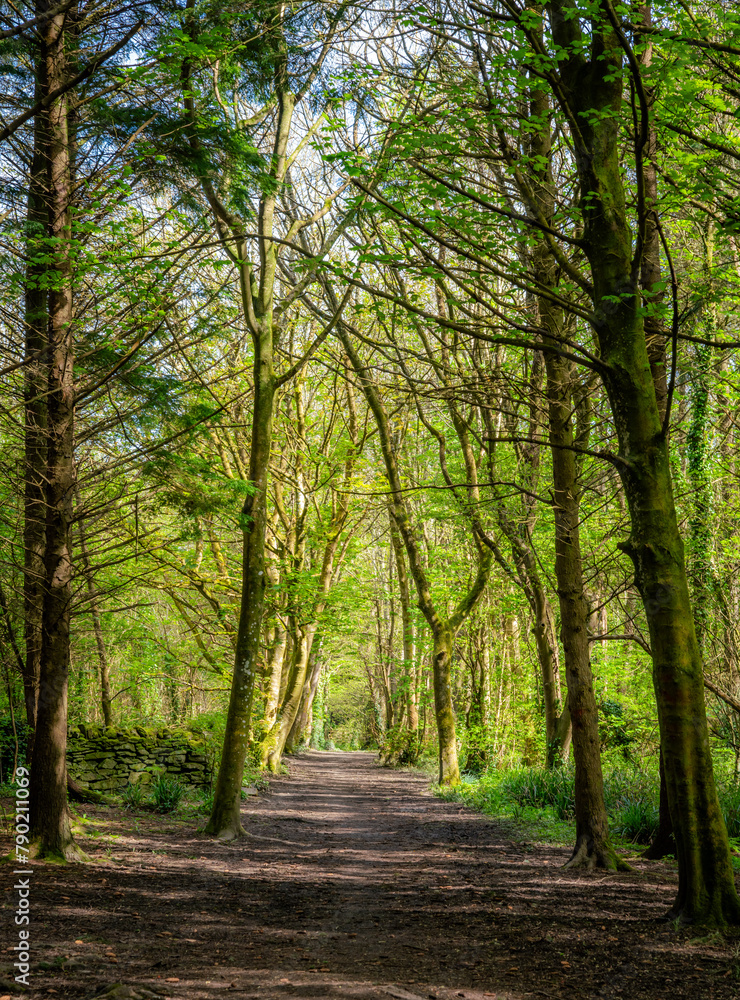 Obraz premium Dog walking around Penrhos Nature Reserve, Anglesey
