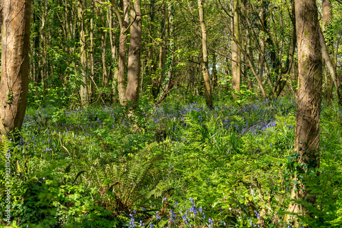 Dog walking around Penrhos Nature Reserve  Anglesey