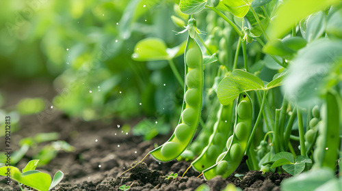 Comprehensive Guide to Growing Peas: From Seed to Harvest