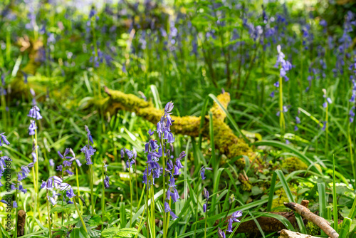 Dog walking around Penrhos Nature Reserve, Anglesey