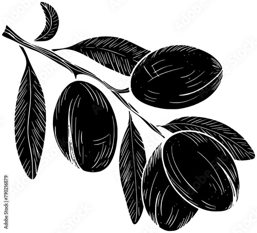 nut illustration seed silhouette argan logo texture icon plant outline organic oil tree nature natural massage black leaf dry shape beauty branch cosmetic for vector graphic background