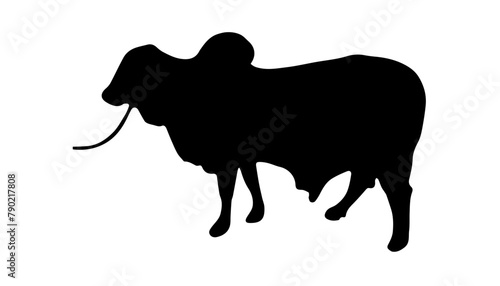 Black qurbani cow or cattle zebu silhouette vector illustration on white background. photo