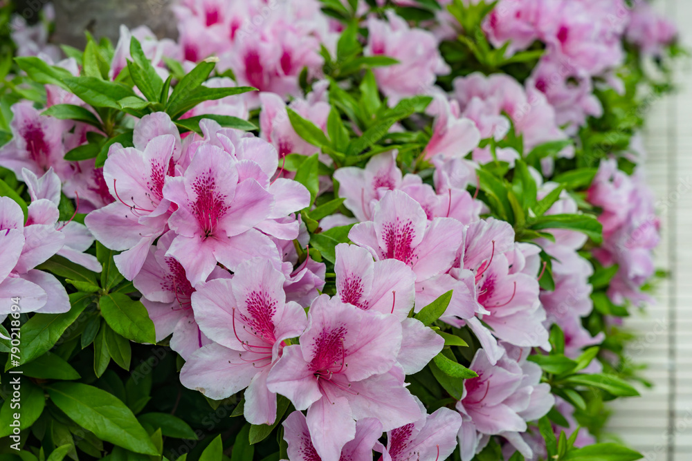 ピンクのツツジ