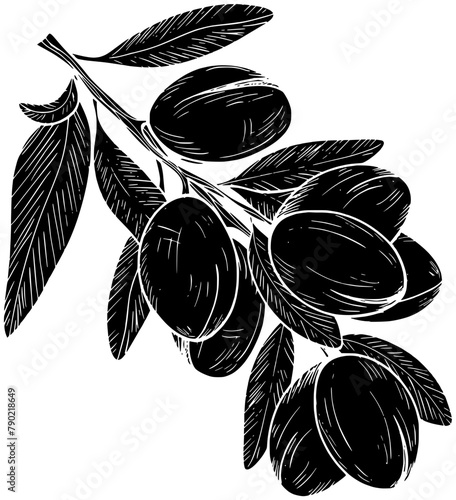 nut illustration seed silhouette argan logo texture icon plant outline organic oil tree nature natural massage black leaf fruit shape dry beauty branch for vector graphic background