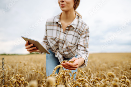 Young woman in a golden wheat field with tablet checks the growth and quality of the crop. Agriculture, gardening, business or ecology concept. © maxbelchenko