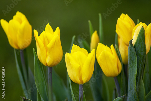 tulipani gialli su sfondo verde