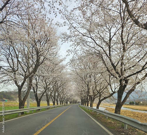 Wallpaper Mural Cherry Blossom Road on a Spring Day Torontodigital.ca