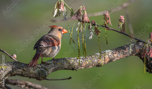 Closeup of a female norther cardinal perched in a tree. photo