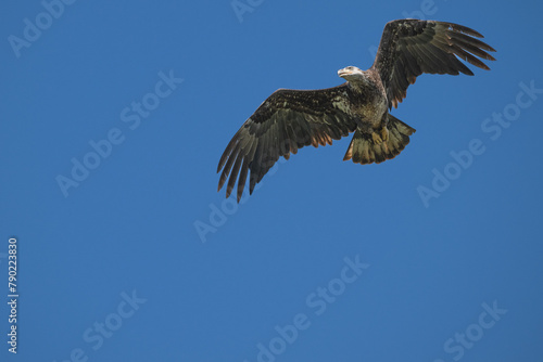 Closeup of a juvenile bald eagle in flight.