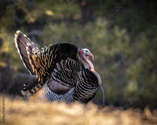 Merriam's tom turkey - Meleagris gallopavo - in full strut Colorado, USA photo