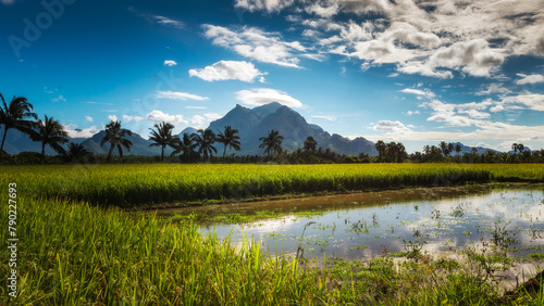 Beautiful landscape of a paddy rice field with mountains and a blue sky background in Nagercoil, Tamil Nadu, South India.