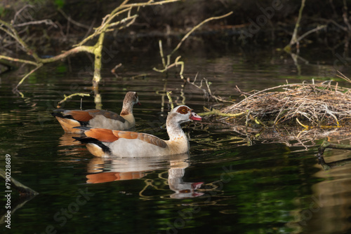 A pair of Nile or Egyptian geese (Alopochen aegyptiaca) on a forest lake looking for a place to nest