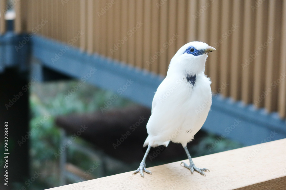 Obraz premium close up of fluffy white Bali Mynah standing on the wooden fence deck with trees and leaves at the back