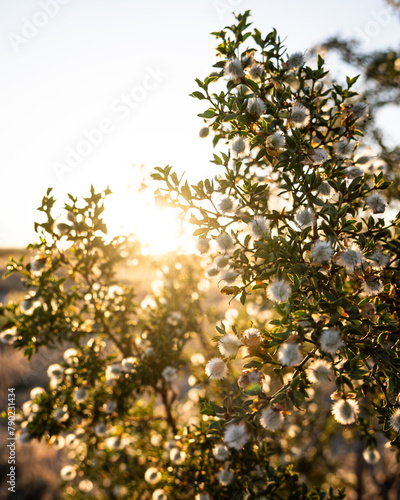 Creosote bush in the desert at sunrise in the golden morning light photo
