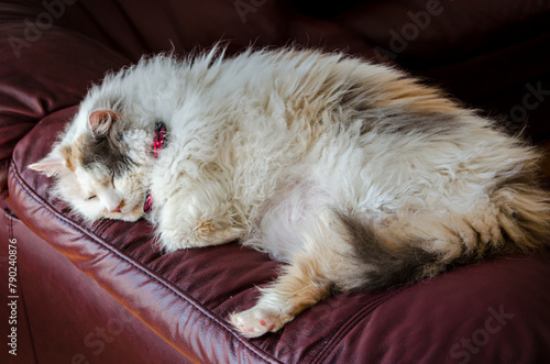 Close-up of  a long-haired cat basking in the sunlight on top of a burgandy leather couch.