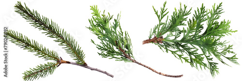 set of cedar branches, fragrant and dense, isolated on transparent background photo