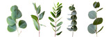 set of types of eucalyptus leaves, aromatic and slender, isolated on transparent background