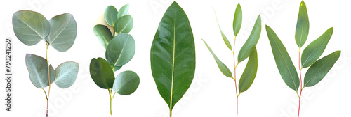 set of types of eucalyptus leaves, aromatic and slender, isolated on transparent background