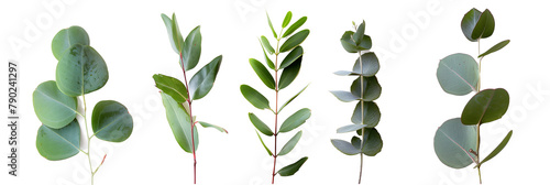 set of types of eucalyptus leaves, aromatic and slender, isolated on transparent background photo