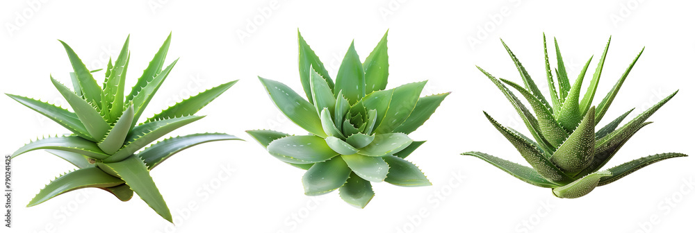 set of Aloe plants, succulent and medicinal, isolated on transparent background