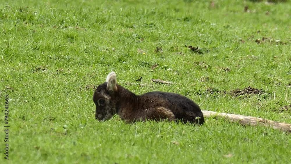 mouflon and sheep in the wild