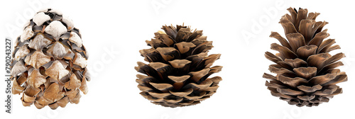set of conifer cones, highly detailed, isolated on transparent background