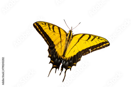  Two-Tailed Swallowtail (Papilio (Pterourus) multicandatus)  High Resolution Photo, on a Transparent PNG Background