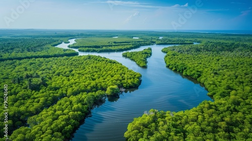 Expansive aerial view of lush mangrove forest and winding waterways, epitomizing a thriving ecosystem and the concept of untouched wilderness