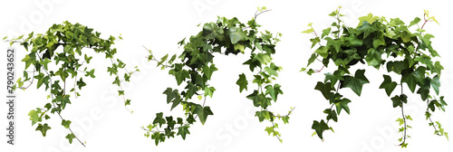 set of ivy vines, lush and trailing, isolated on transparent background photo