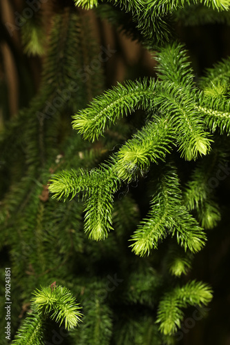 Rare form of epiphytic tassel fern allies Phlegmariurus multifarius	 photo