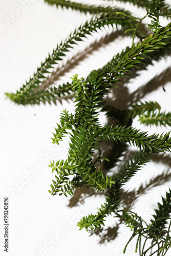 Rare form of epiphytic tassel fern allies Phlegmariurus species from rainforest in Southern thailand photo