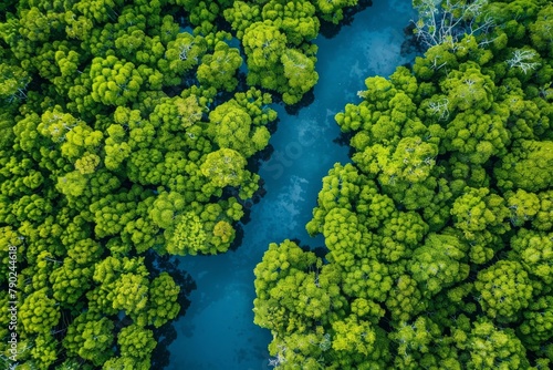 Aerial view of dense mangrove forest with lush green canopy and snaking waterways, embodying the concept of natural ecosystems and conservation
