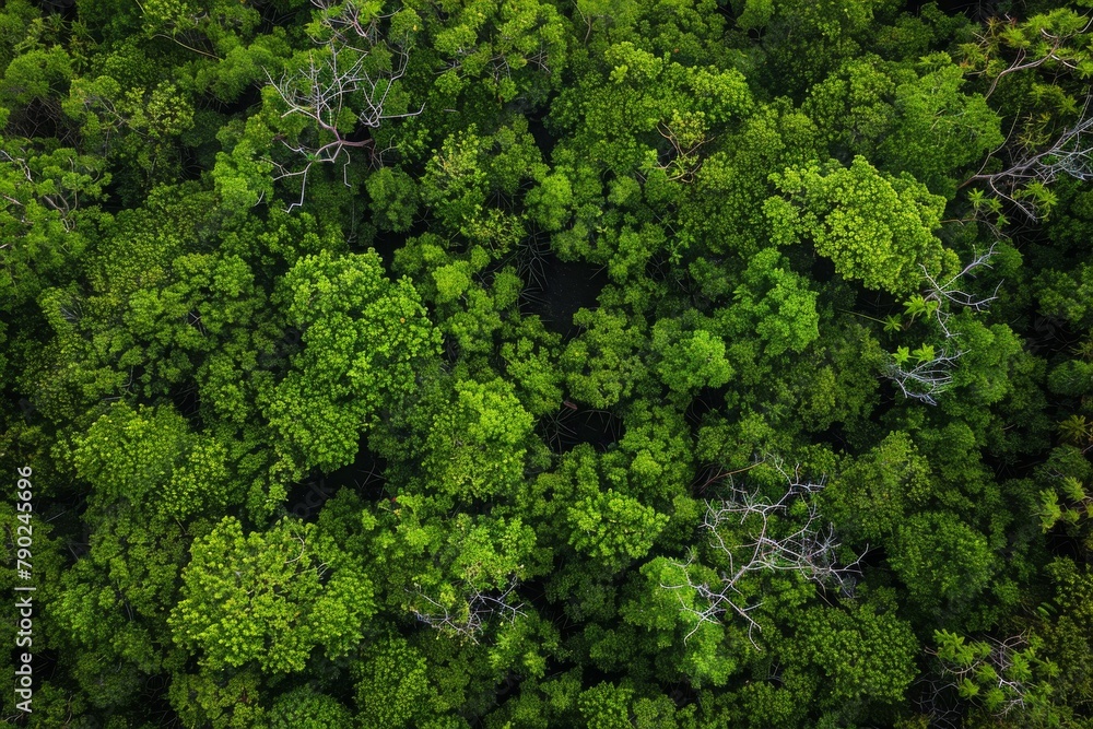Drone captures dense mangrove canopy from above, showcasing a thriving green expanse, Concept of natural ecosystems and environmental health