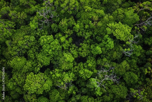 Drone captures dense mangrove canopy from above, showcasing a thriving green expanse, Concept of natural ecosystems and environmental health © Picza Booth