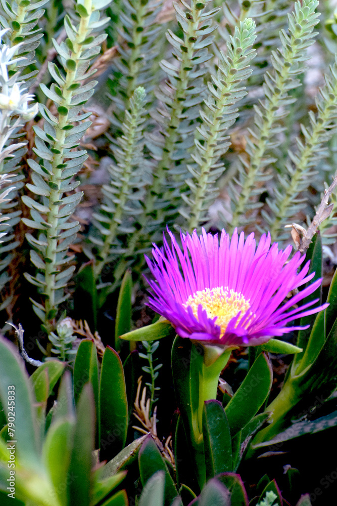 Fototapeta premium Carpobrotus edulis - roślina o soczystych liściach z rodzaju Carpobrotus
