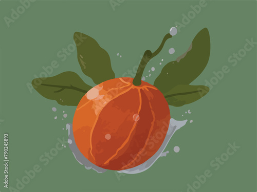 orange fruit with leaves and water splash. vector illustration.