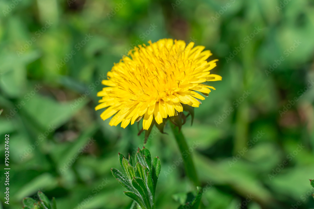Blooming yellow dandelion flowers in springtime close-up. Details taraxacum officinale in meadow. Blowball used as medical herb and food ingredient. Edible fresh plants aster family or compositae. Blooming yellow dandelion flowers in springtime close-up. Details taraxacum officinale in meadow. Blowball used as medical herb and food ingredient. Edible fresh plants aster family or compositae.