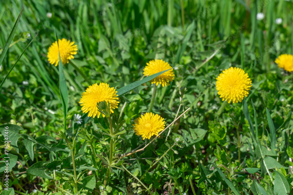 Blooming yellow dandelion flowers in springtime close-up. Details taraxacum officinale in meadow. Blowball used as medical herb and food ingredient. Edible fresh plants aster family or compositae. Blooming yellow dandelion flowers in springtime close-up. Details taraxacum officinale in meadow. Blowball used as medical herb and food ingredient. Edible fresh plants aster family or compositae.