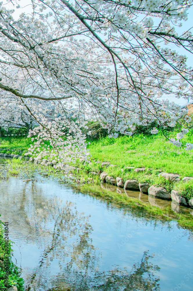 元荒川の桜並木 元荒川の桜並木
